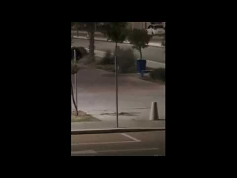Video Noicattaro, il lupo colpisce ancora: azzannato e ferito bambino di sei anni
