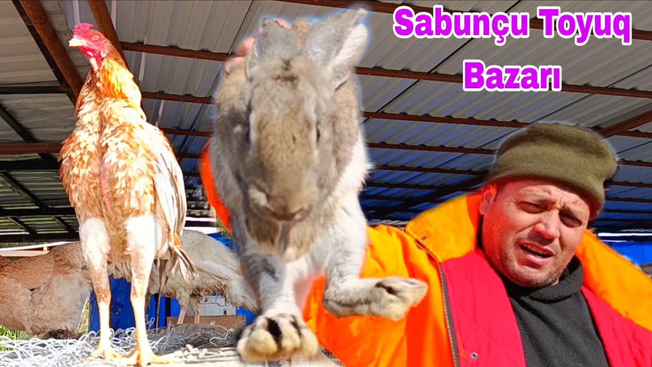 Sabunçu Toyuq Bazarı 22 fevral 2026