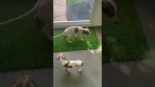 #Saluki puppy potty training #dog #puppytrainer #dogtrainer #bestdogtraining @dogtrainerdubai