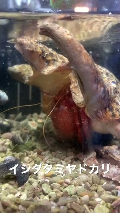 海水魚ショップ やどかり屋 Youtube