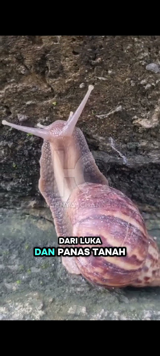 Siapa Sangka Hewan ini Unik banget #faktaunik #animals #shorts