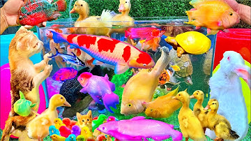 Bắt Các Con Vật Dễ Thương, Vịt Con Cá Cảnh, Mèo Dễ Thương, Rùa Thỏ, Cá Vàng Bơi, Koi