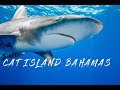Shark diving in the Bahamas - Fun with Oceanic Whitetip Sharks