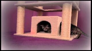 Pet Holiday Dreams - Cat Condo - A Holiday Commercial by Petco