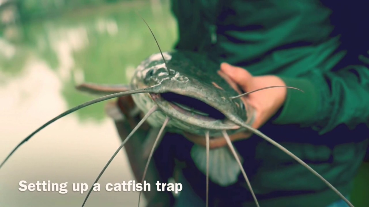 Setting up a catfish trap 