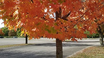 ID That Tree Fall Color: Sugar Maple