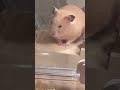 絶対眠いよね #hamster #fyp #shorts