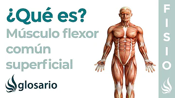 ¿Qué tipo de músculo es el flexor?