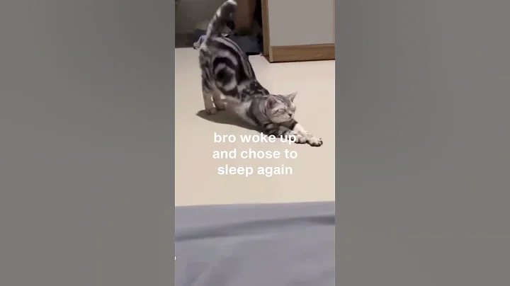 Watch the video about Funny Cat Video 2024 ( Kitty Meow 2024 ) #funny #cat #memes