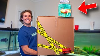 UNBOXING CREEPY AXOLOTL Aquarium for My Fish Room!