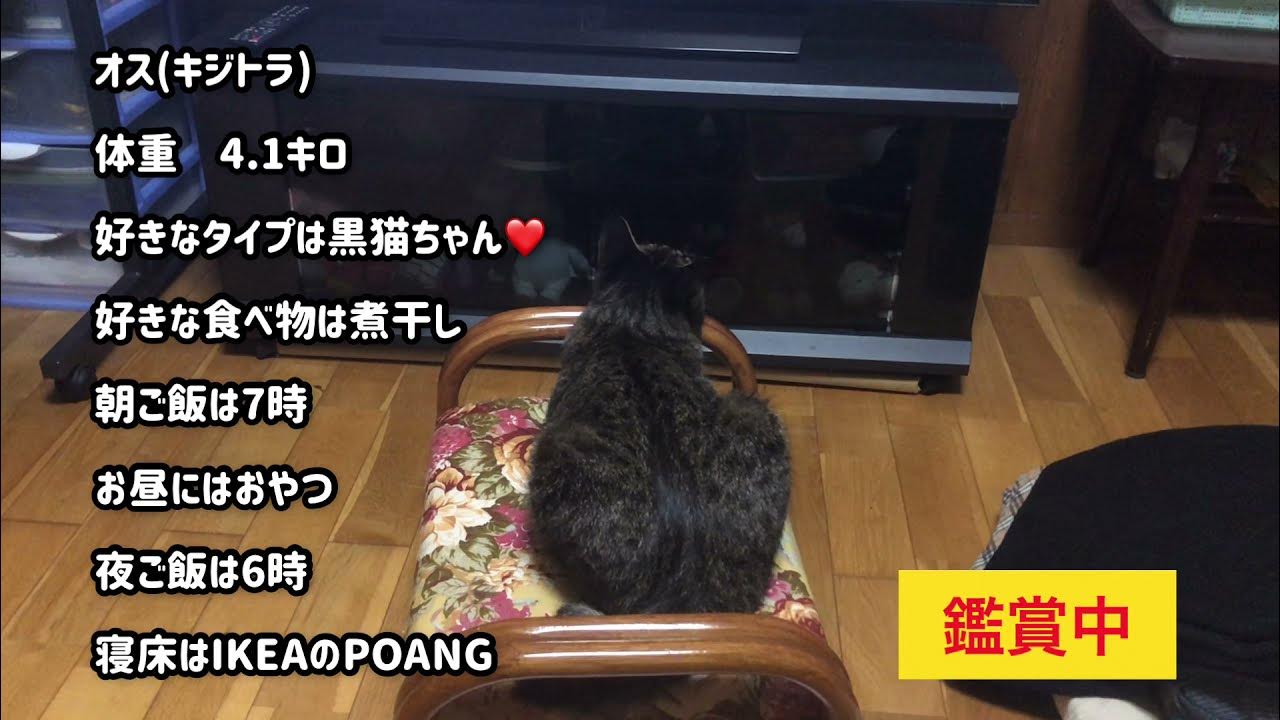 猫うるさい黙らせる