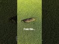 Satisfying green repair🥰 #shorts #golf #satisfying
