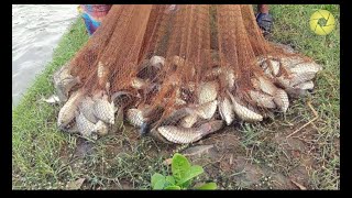 Net Fishing Catching Fish With Cast Net Big Catch Fisheries Planet