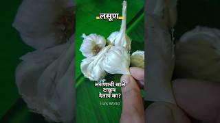 पावसाळ्यात घरातले वातावरण शुद्ध ठेवा shorts shortsfeed viralvideo garlic tips takecare rain