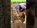Harvesting Large Sweet Potatoes from Fertile Soil for High Quality Natural Ingredients