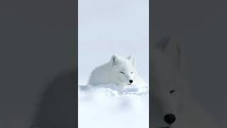 The Sky Is Blue, The Snow Is Vast, And A Lonely Arctic White Fox#Animals #Cute #Shorts #Tiktok