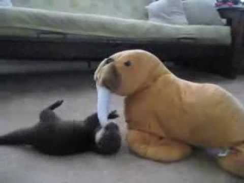 Baby Otter Fenway vs Stuffed Walrus