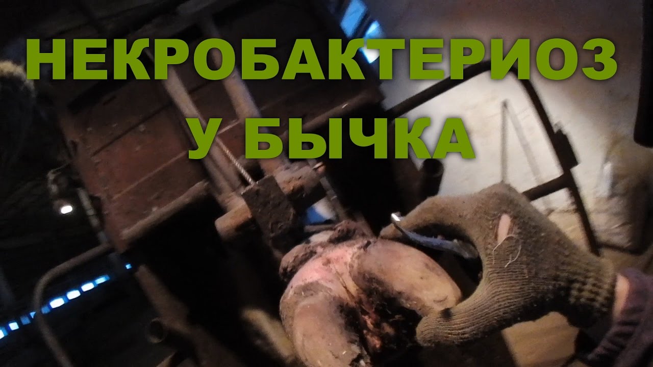 Понимание особенностей развития недугов и применение правильных методов воздействия помогут сохранить здоровье животных и повысить производственные показатели фермерских хозяйств. Надлежащая забота о скоте обеспечивает не только его благополучие, но и устойчивость всего хозяйства в целом.