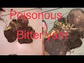 Featured poisonous Yoruba herb: Esuru pupa (bitter yam) Watch video &amp;read the caption to understand