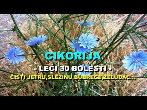 Video: Korištenje bilja cikorije – koje su zdravstvene prednosti cikorije