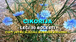 CIKORIJA - LE?I 30 BOLESTI - ?ISTI JETRU,SLEZINU,BUBREGE,ELUDAC...