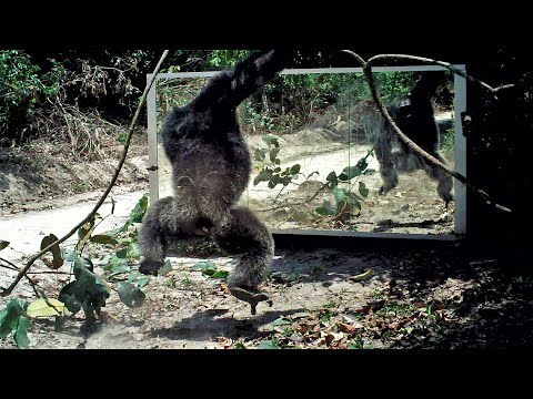 Vine or branch in hand, gorillas and chimps are emboldened to attack their reflection in a mirror.