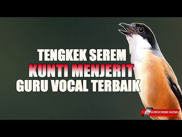 MASTERAN CENDET VIRALL TENGKEK BUTO FEAT KUNTI GURU VOCAL PALING HANDALL !!! class=