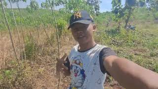 SEPIL KAMBING PELIHARAAN & KANDANG WES WAYAHE NDANDANI...❓️