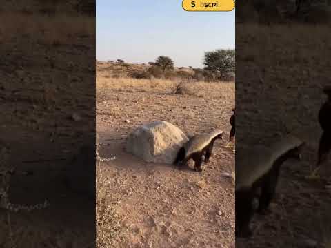 غرير العسل يواجه نسر حاول خطفه عسيلة  