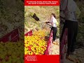 The Shocking Reality Behind Why Farmers Are Forced To Destroy Fresh Produce