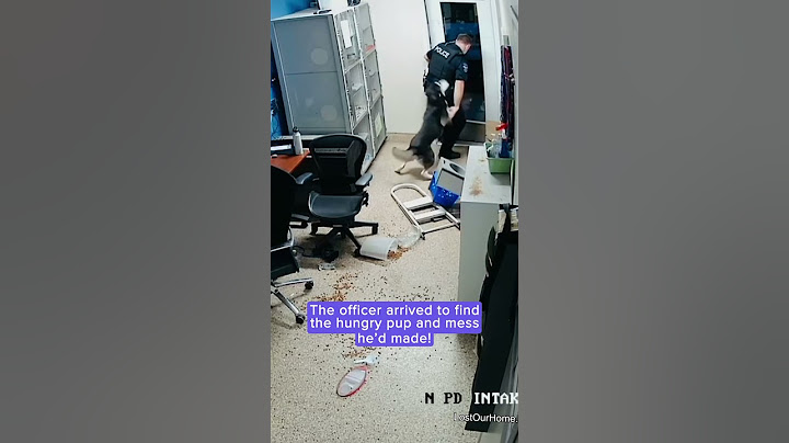 Shelter dog's midnight snack escape cleaned up by kind officer | Humankind #shorts
