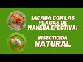 NO MÁS PLAGAS!!! acaba con ellas con este insectida natural