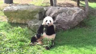 パンダ 201108