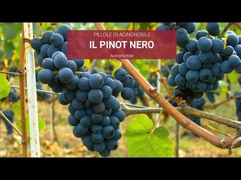 Video: Una Semplice Guida Al Pinot Nero