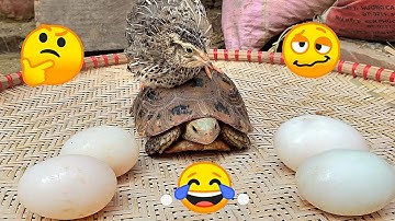 Chim Cút Và Rùa Lớn Như Thế Nào - Thử Thả Vẹt Ngực Hồng Vào Avi Phượng Hoàng Đất / Quế Nghịch