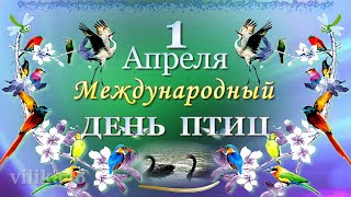 1 Апреля День Птиц! Bird day! Птицы-это звонкая песня Красивое музыкальное видео-поздравление