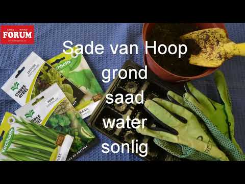 Video: Alting Altviool Uit Sade (18 Foto's): Hoe Om Dit Korrek Op Saailinge Te Plant En Blomme Te Versorg Na Ontkieming Tuis?