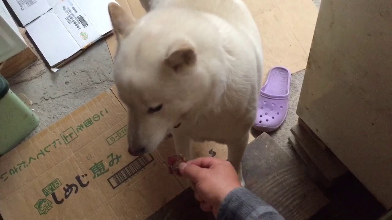 北海道犬 ぶどう食べるかな Youtube