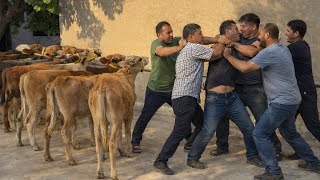 😱LABZIDAN USHLANIP QOLNDI ERKAKCHA GAP BOLDI BUQALAR ZYONGA QOYLDI SHOSHLIG.namangan.