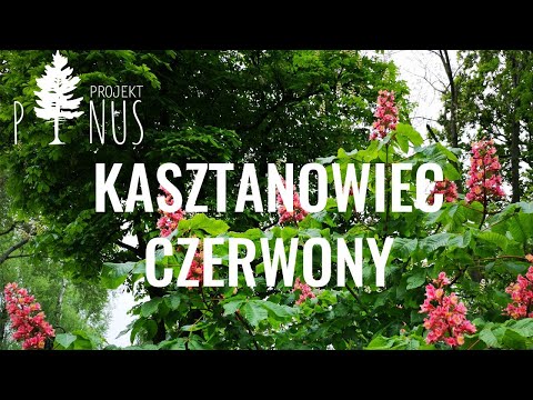 Wideo: Co to jest czerwony kasztanowiec: wskazówki dotyczące uprawy czerwonego kasztanowca