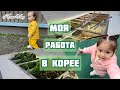 Корея Влог/ Стала свидетелем аварии/Экскурсия по моей работе/ В поиске папы