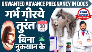 डॉग मे 2 महीने तक गर्भ को तुरंत गिराने वाली दवा । Safely Abort Advance Dog Pregnancy at Home Hindi