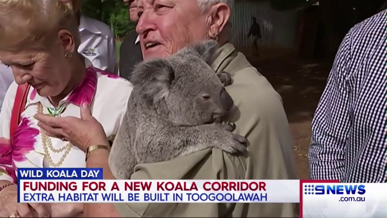 Koala Day: Funding for new Koala corridor at Toogoolawah, Pine Rivers