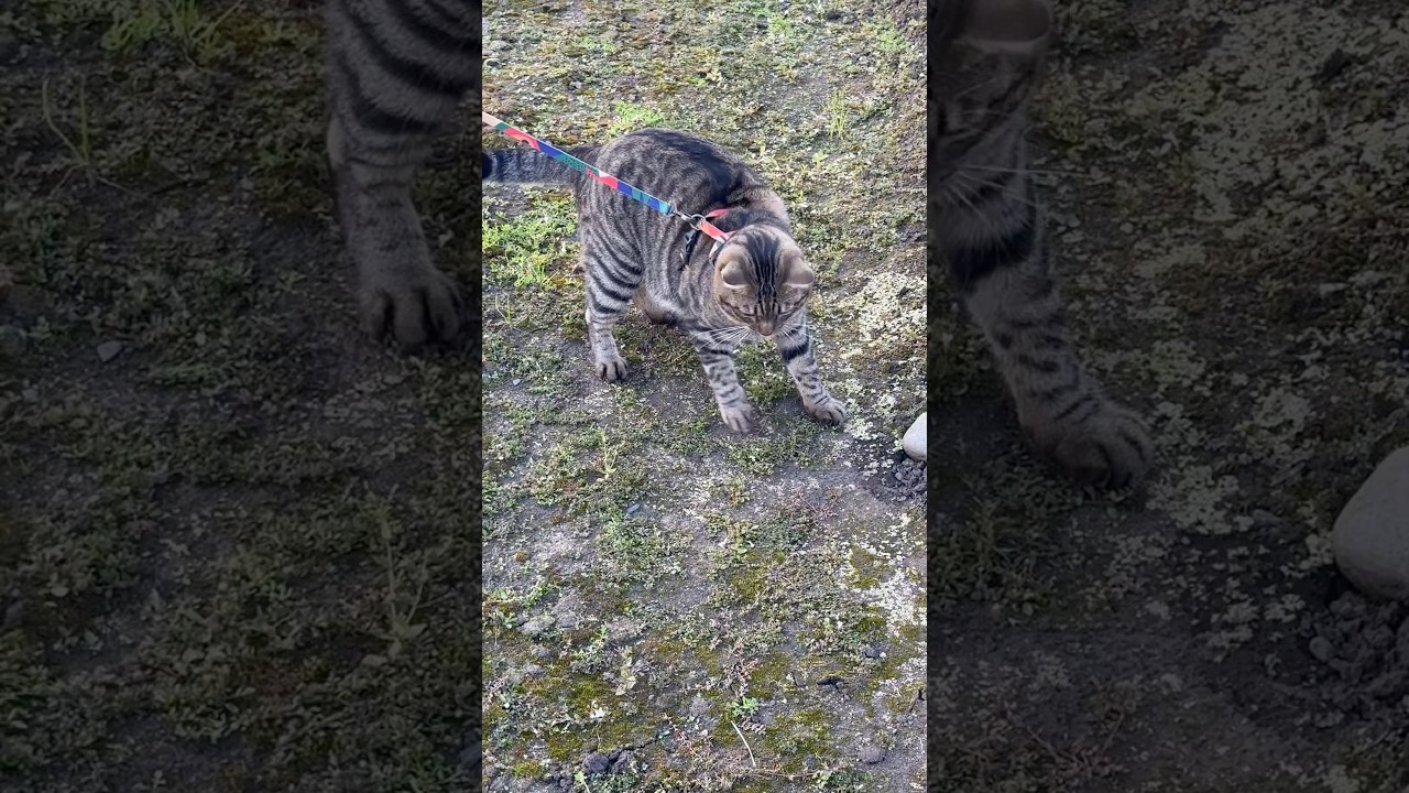 トラジの散歩| 動くもの皆、反応する。それが猫。トラジはどんくさいからすぐに見失う。笑 #猫 #cat #キジトラ