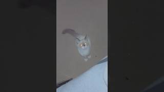 He wants to jump up #cat #catlover #catvideos #cute #whitecat #kitty #catsofyoutube #shorts #fyp