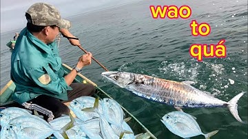 Khai biển đầu năm| câu trúng Ổ cá bè "cá thu khủng.