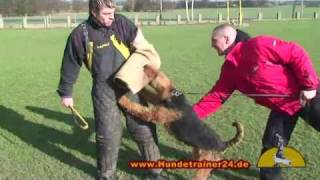 Airedale Terrier