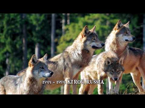 Video: Einzigartige Tiere Russlands