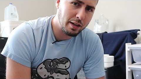 Ball Python Feeding Video Pt.1