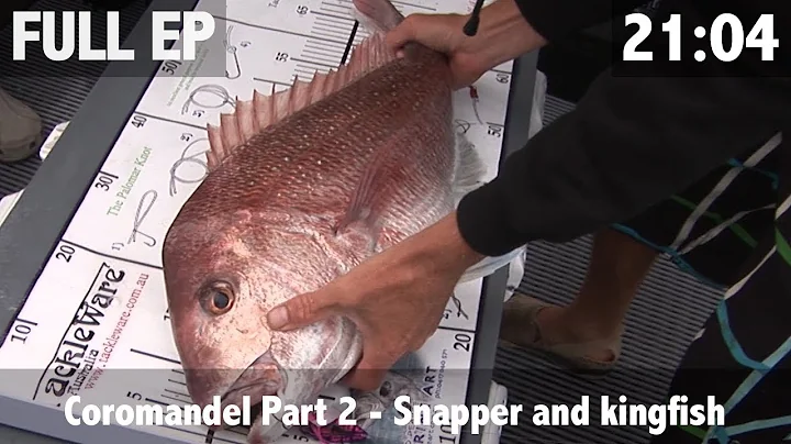 Competition Fishing pt 2 - Snapper and Kingfish